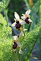 Ophrys exaltata