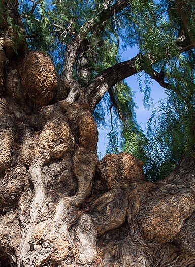 Tree in Balboa Park