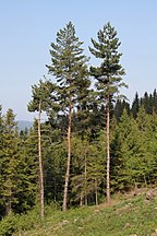 Beskid Żywiecki, Poland.