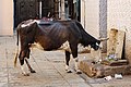 Vache sacrée, Ahmedabad