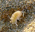 Puces de mer (Talitrus saltator) sur la plage de la Palue 3