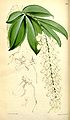 Aerangis citrata (as syn. Angraecum citratum) plate 5624 in: Curtis's Bot. Magazine (Orchidaceae), vol. 93, (1867)