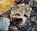 20 Agile frog (Rana dalmatina) uploaded by PetarM, nominated by PetarM