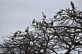 Ibises and a heron