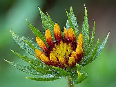 "Kokardenblume_Gaillardia_aristata_stack28_20190721-RM-7210879.jpg" by User:Ermell