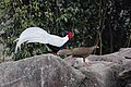 L. n. fokiensis pair; Exiandong nature reserve, Nanjing, Zhangzhou, Fujian Province, China