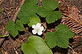 Rubus lasiococcus