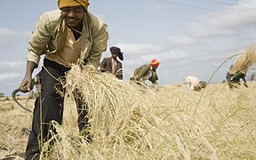 Ethiopia-farmers-harvest-teff.jpg