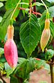 Fuchsia 'Bea Wolfswinkel'.