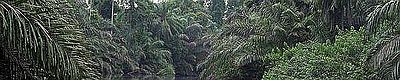 Thumbnail for File:Gabon tropical rainforest.jpg