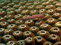 46 Helcogramma striata (Neon triplefin) on Diploastrea heliopora (Hard coral) uploaded by Nhobgood, nominated by Citron