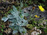 Hieracium lanatum