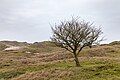 "Norderney,_Dünenlandschaft_--_2018_--_0932.jpg" by User:XRay