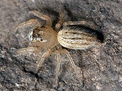 Thiodina puerpera, female