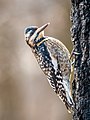 Image 43Juvenile yellow-bellied sapsucker in Prospect Park