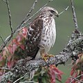 Buteo platypterus (cat.)