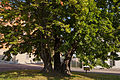 Torstenson-Linde: Lime tree in Freiberg, named after him