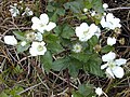 Rubus argutus