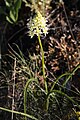 Zigadenus venenosus