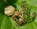 Braune Krabbenspinne - Xysticus cristatus, Weibchen mit Beute, am Bruchgraben in den Kirschgartshäuser Schlägen