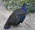 Afropavo congensis (cat.)