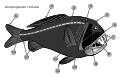 Commons:Picture of the Year/2012/R1/Anoplogaster cornuta skeletal.svg