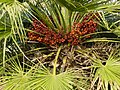 Chamaerops humilis - mature fruits