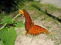 Gulf Fritillary Butterfly