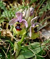 Ophrys tenthredinifera