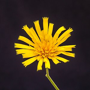 "Bloem_van_gevlekt_havikskruid_(Hieracium_maculatum)._02-09-2020_(d.j.b.)_01.jpg" by User:Famberhorst