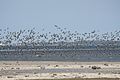 On spring migration, Estonia