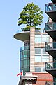 exposed urban tree at sea front City of Vancouver in Canada