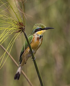 "Little_bee-eater_(Merops_pusillus_argutus)_Namibia.jpg" by User:Charlesjsharp