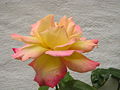 One of many roses on front of the houses