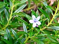 Lithodora rosmarinifolia