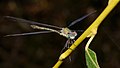 Weidenjungfer, Männchen - Chalcolestes viridis oder Lestes viridis, am Vogelstangsee