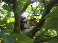 Chatte griffant une branche d'arbre pour marquer son territoire.