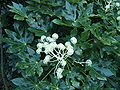 Shrub in flower, 15 November 2005; cultivated, UK