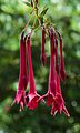 Fuchsia 'Winter Hymn'.