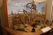 Wildlife diorama