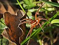 78 Wolf spider (Lycosidae; Slovenia) uploaded by PetarM, nominated by PetarM