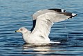 Image 67Ring-billed gull preening/bathing in Marine Park