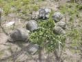 Testudo marginata hermanni meal Sardegna