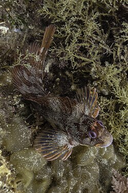 Tentacled blenny (Parablennius tentacularis), Arrábida Natural Park, Portugal.