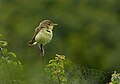 Melodious warbler (Hippolais polyglotta) au Petit Loc'h.