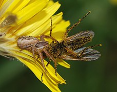 Crab Spider paralysing a fly