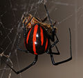 Latrodectus corallinus ♀