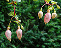 Bloemknoppen van fuchsia 'Susie Olcese'.