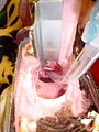 Dog Larynx intubated