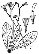 Hieracium greenii